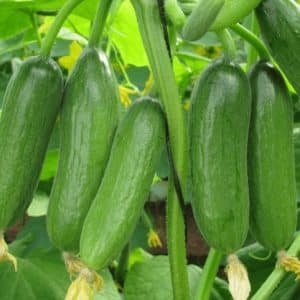 Green Finger