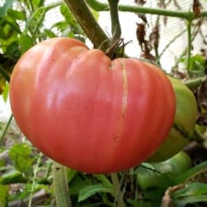 Missouri Pink Love Apple
