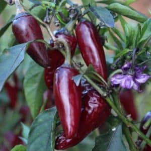 Purple Jalapeño
