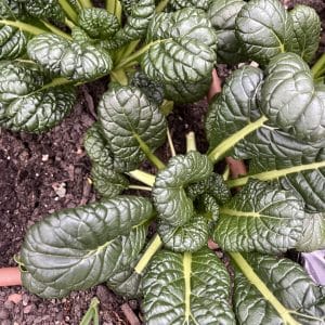 Chijimisai Asian Greens