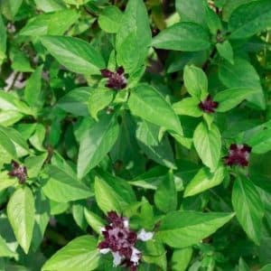 Cinnamon Basil