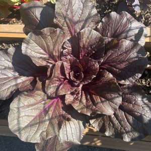 Purple Napa Cabbage