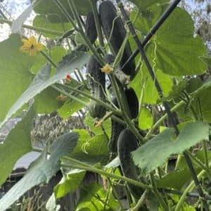 Parisian Pickling