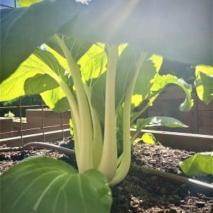 Snow White Bok Choy