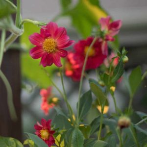 Dahlia