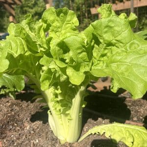 Tokoyo Bekana Asian Greens