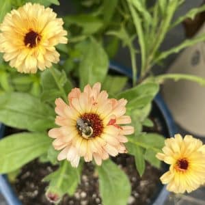 Calendula
