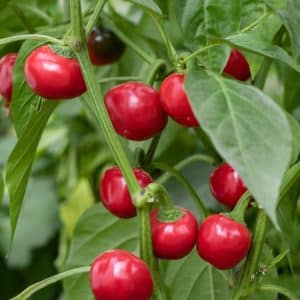 Red Cherry Hot Pepper